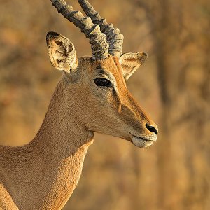 Impala Kruger National Park